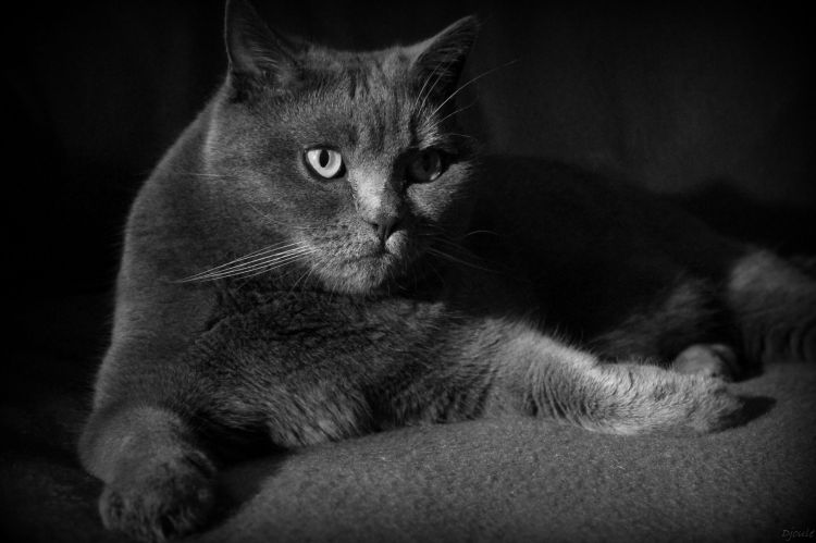 Fonds d'cran Animaux Chats - Chatons Chat Chartreux en jeu d'ombre Renbrandt