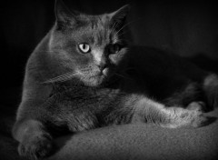  Animals Chat Chartreux en jeu d'ombre Renbrandt