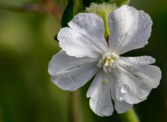  Nature rose du matin