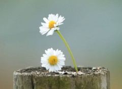  Nature Marguerites