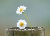  Nature Marguerites