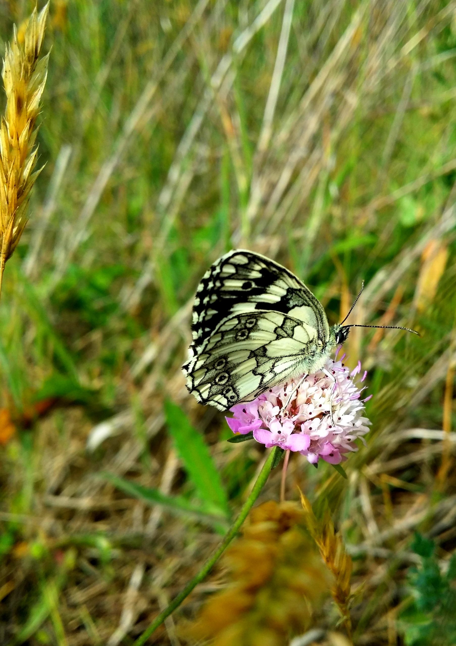 Fonds d'cran Animaux Insectes - Papillons 