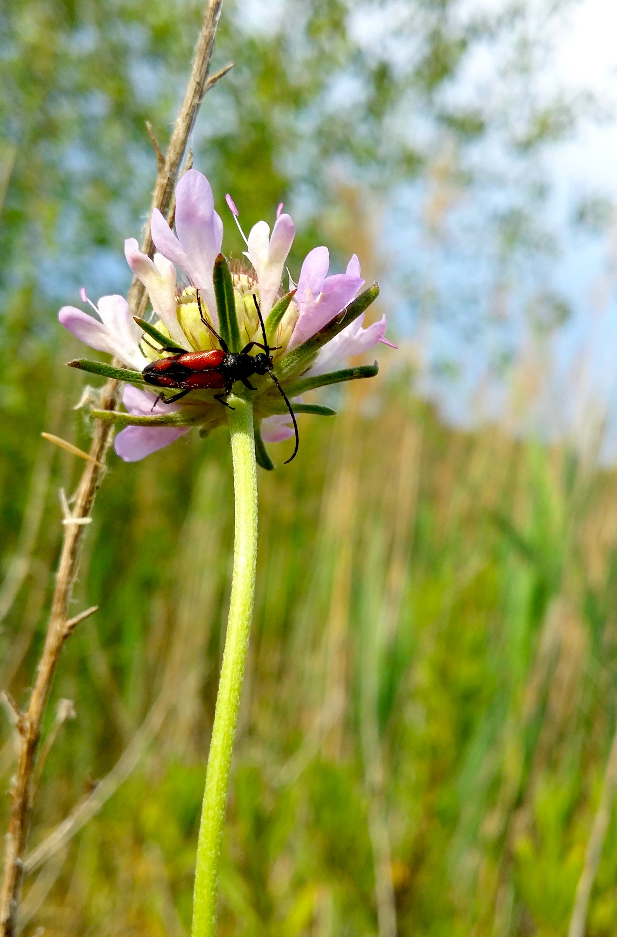 Fonds d'cran Animaux Insectes - Divers 