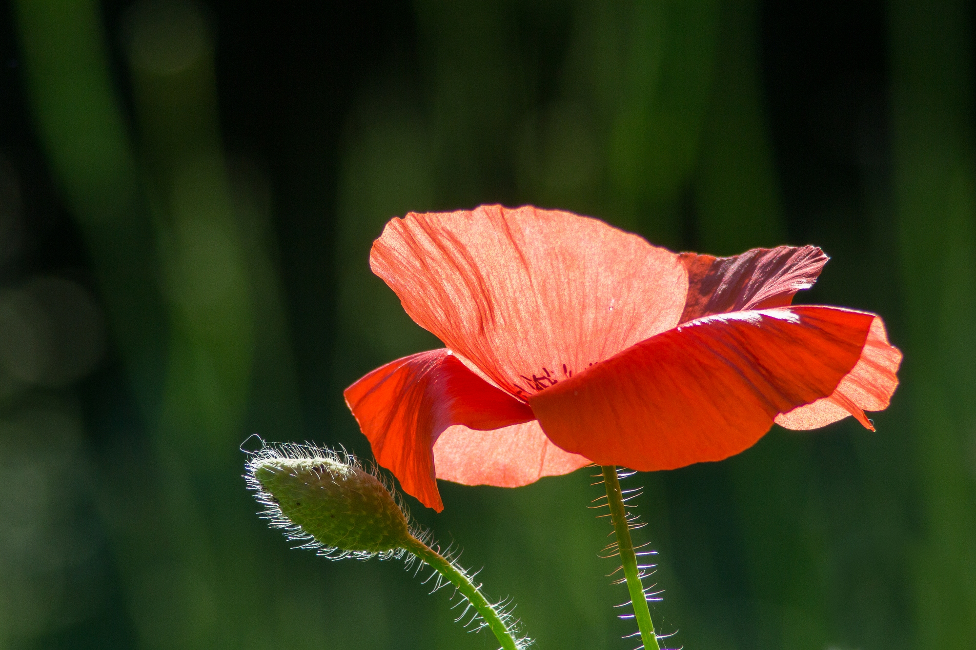 Fonds d'cran Nature Fleurs coquelicot sous la lumire