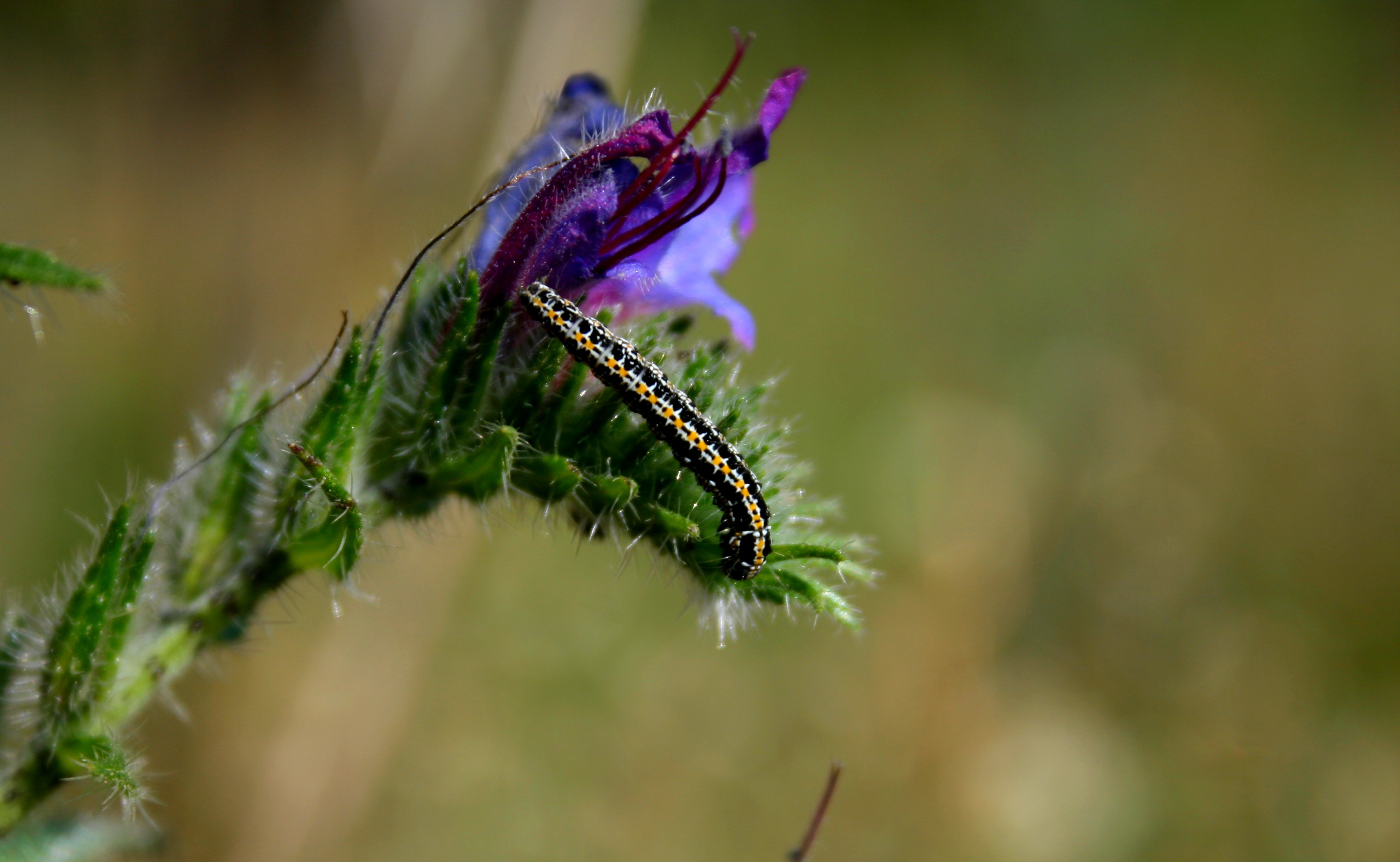 Wallpapers Animals Insects - Caterpillars 