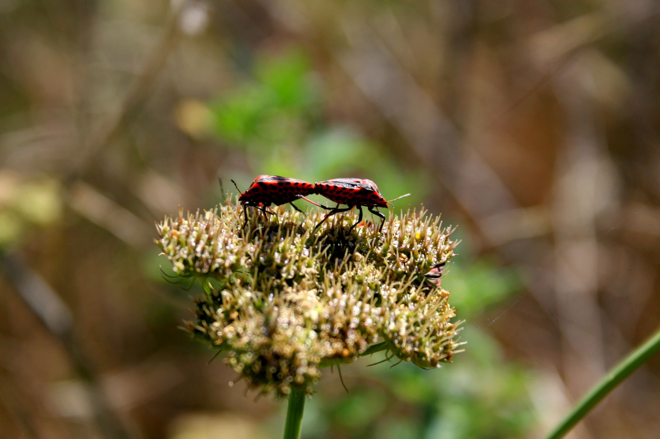 Wallpapers Animals Insectes - Bugs 