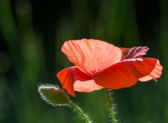  Nature coquelicot sous la lumire