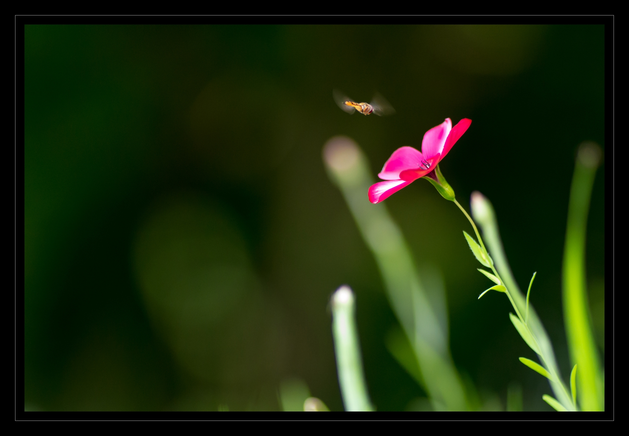 Fonds d'cran Nature Fleurs Fleur