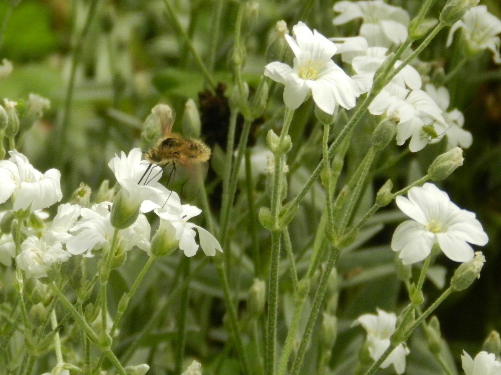 Fonds d'cran Nature Fleurs 