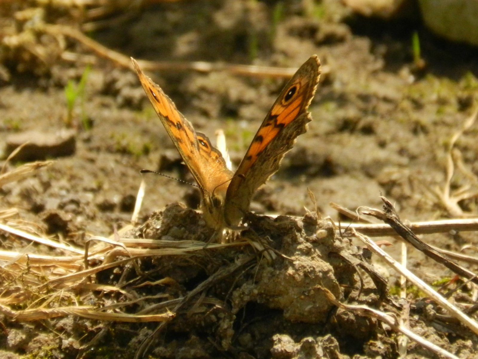 Fonds d'cran Animaux Insectes - Papillons 