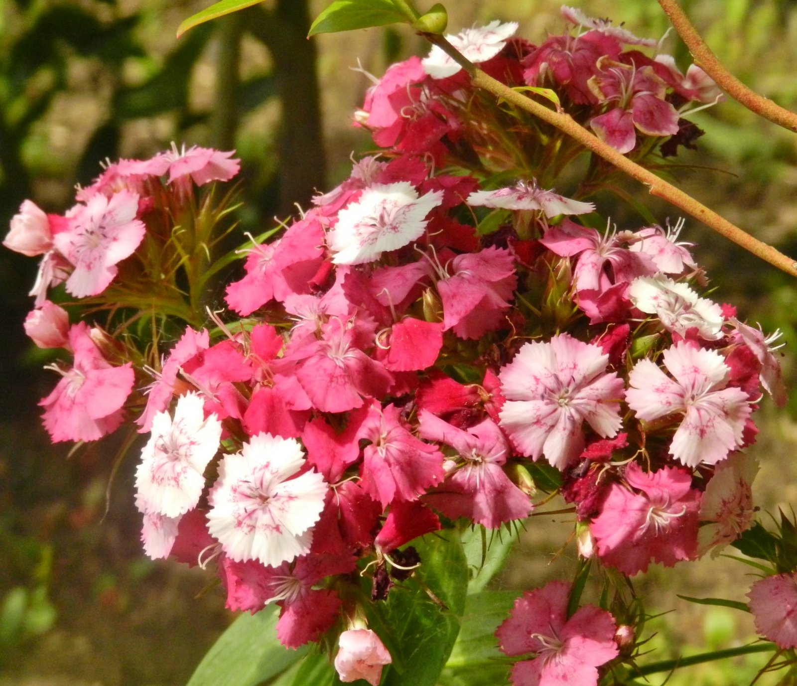 Fonds d'cran Nature Fleurs 