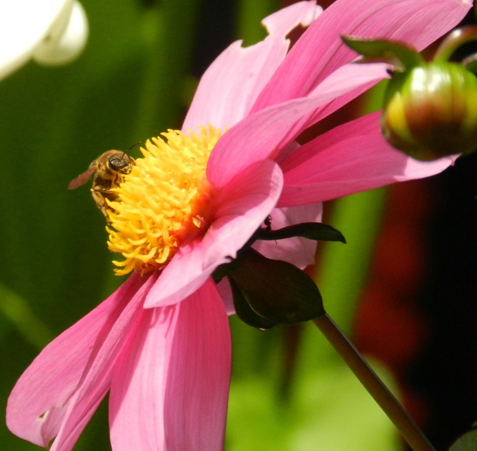 Fonds d'cran Nature Fleurs 