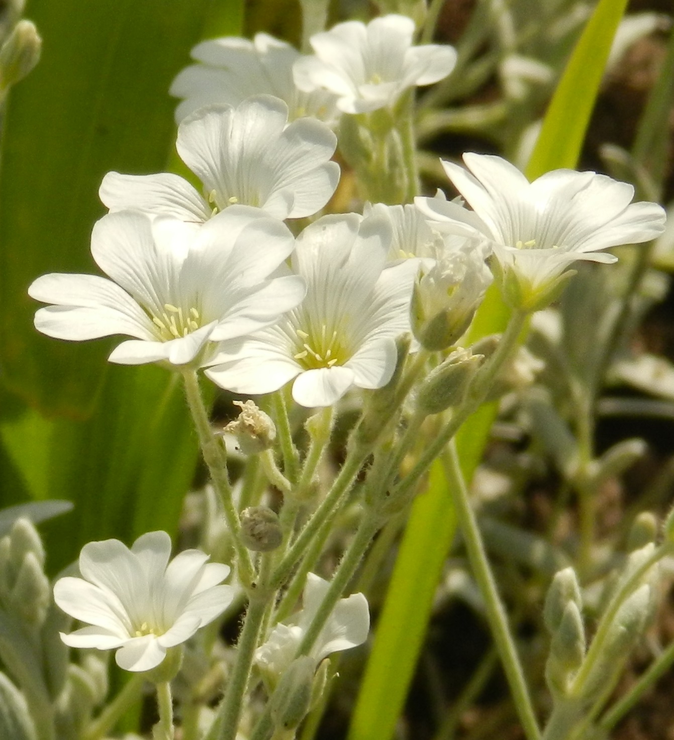 Wallpapers Nature Flowers 