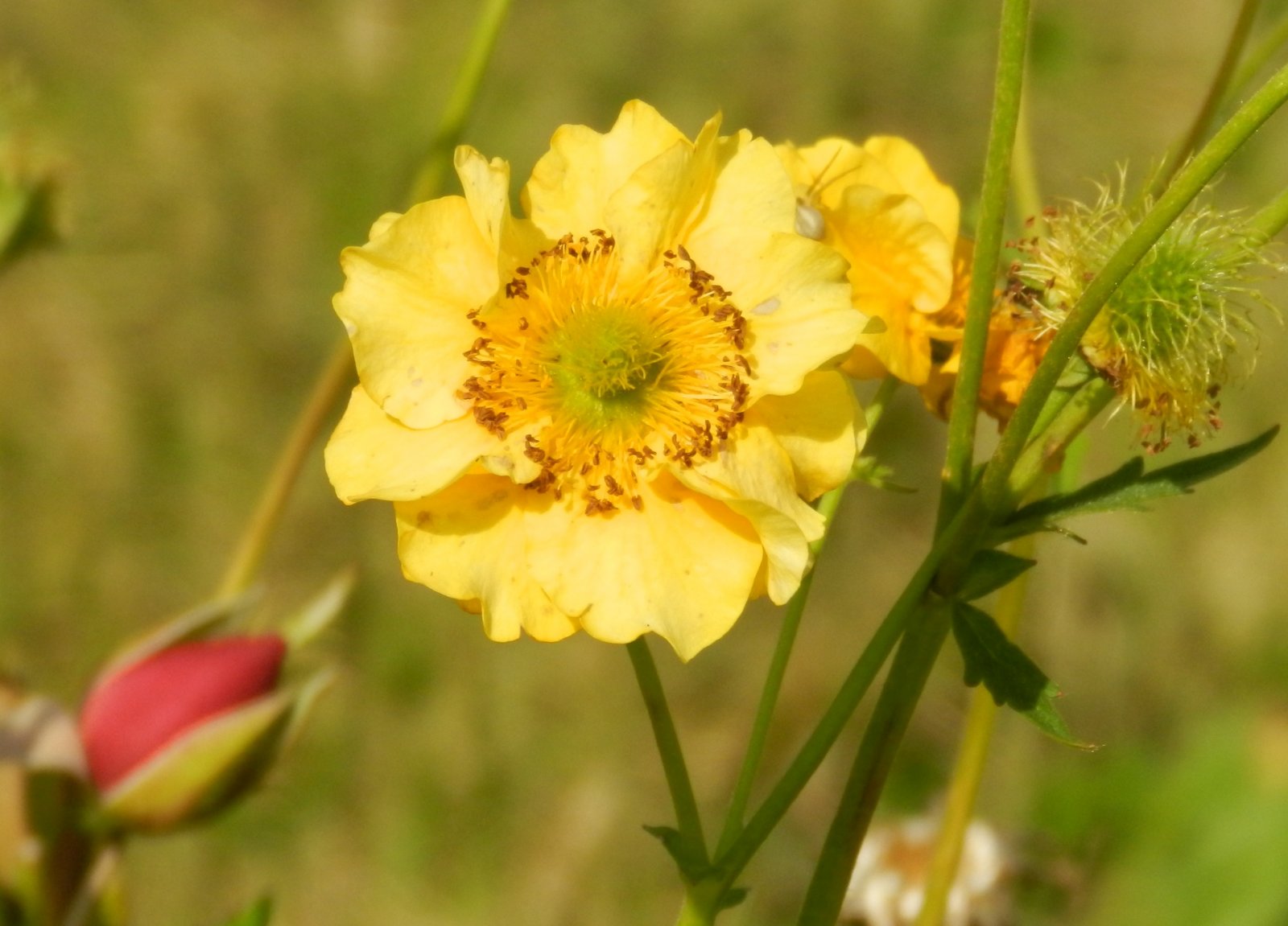 Fonds d'cran Nature Fleurs 