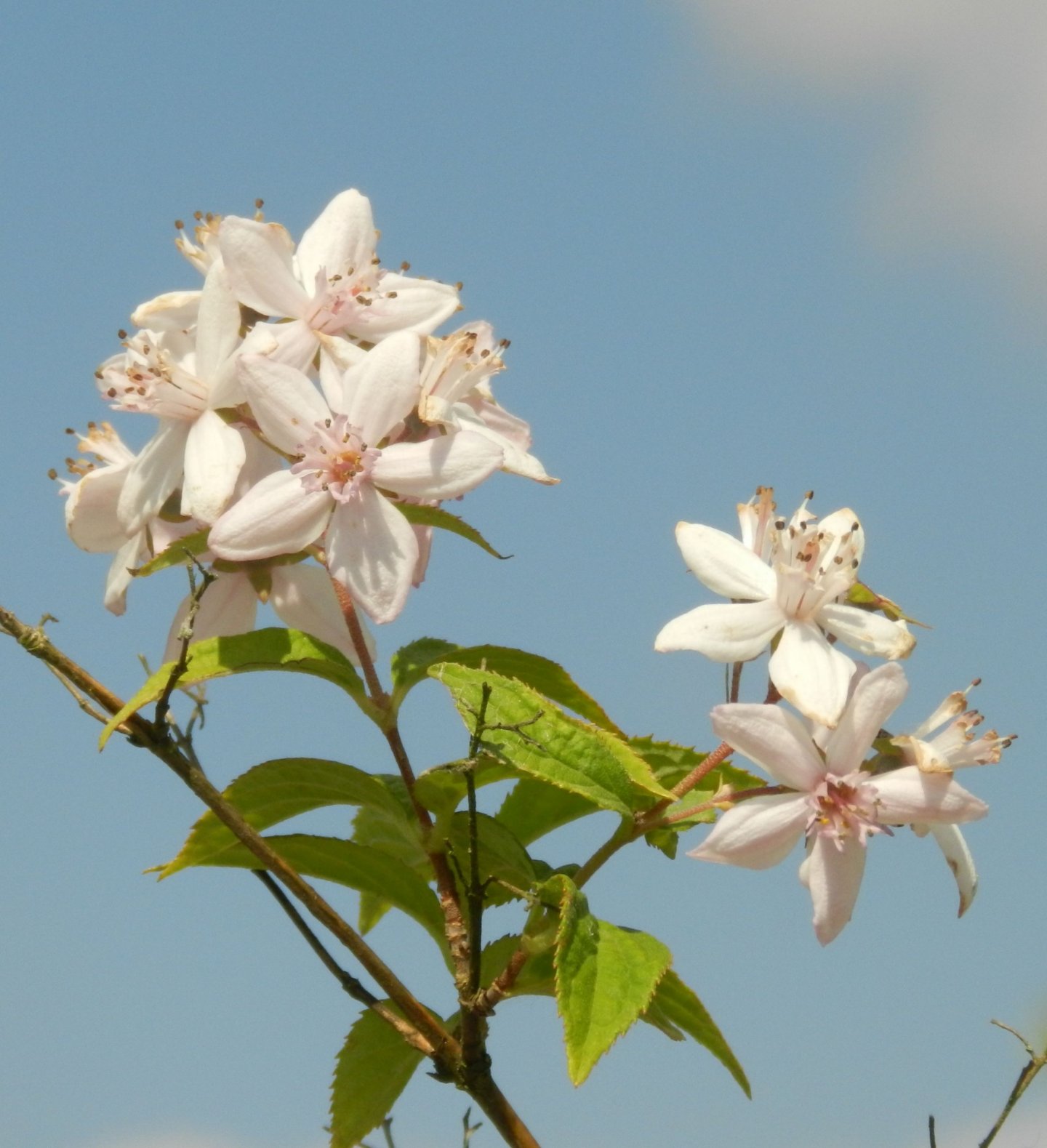 Fonds d'cran Nature Fleurs 