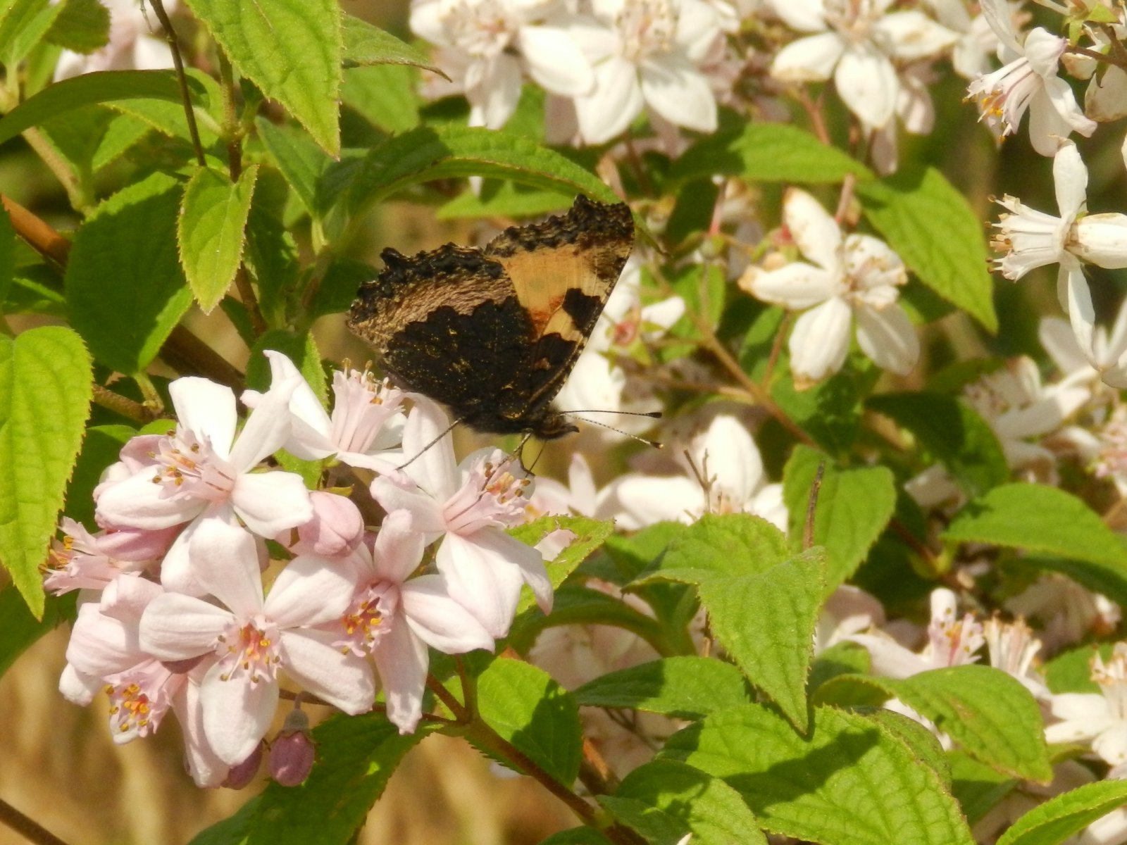 Fonds d'cran Animaux Insectes - Papillons 