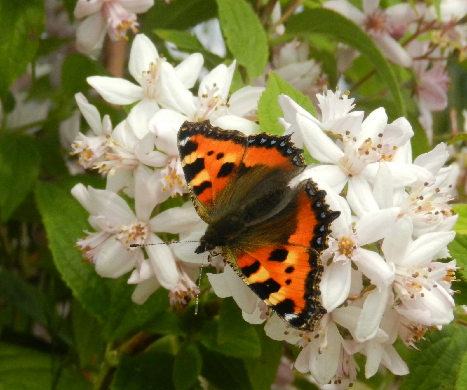 Fonds d'cran Animaux Insectes - Papillons 