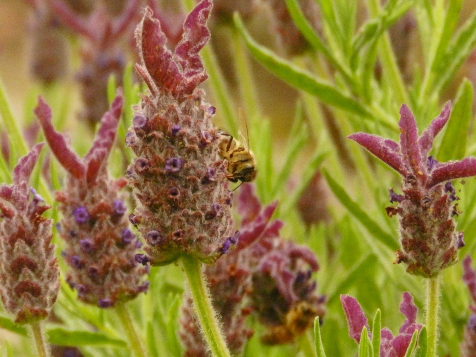 Fonds d'cran Nature Fleurs 