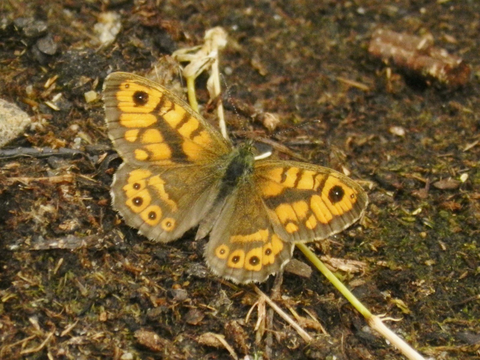 Fonds d'cran Animaux Insectes - Papillons 