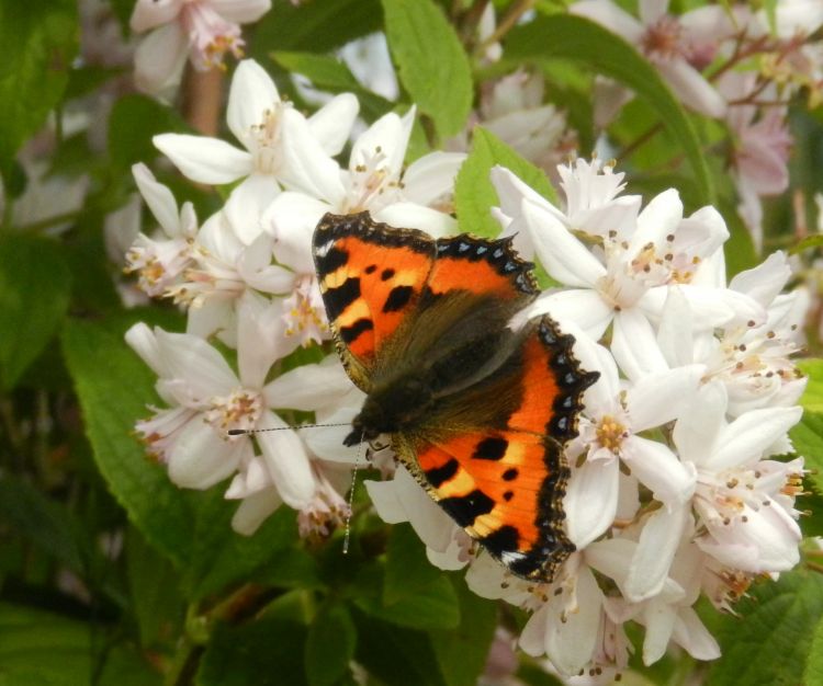 Fonds d'cran Animaux Insectes - Papillons Wallpaper N377080