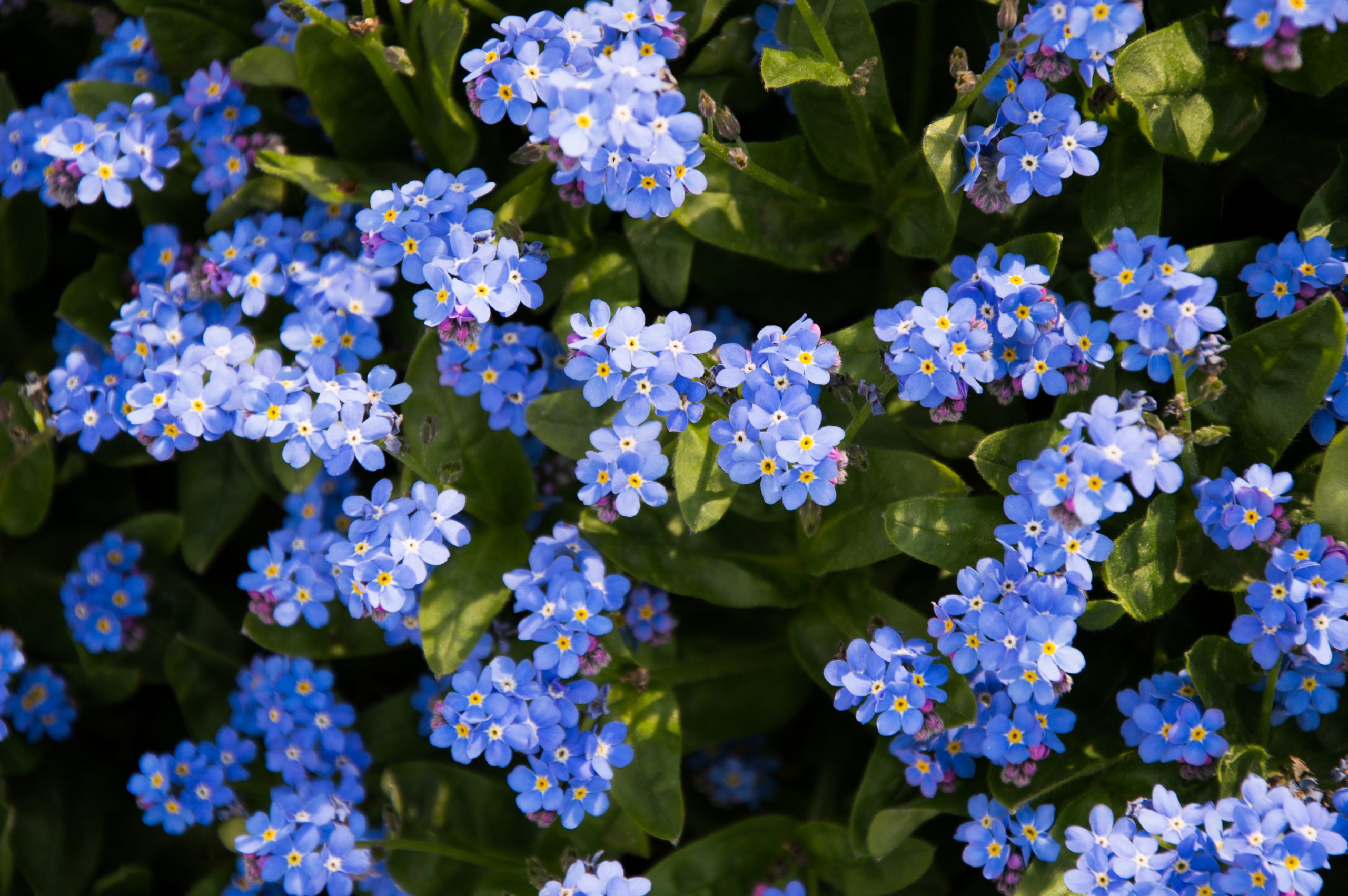 Fonds d'cran Nature Fleurs 