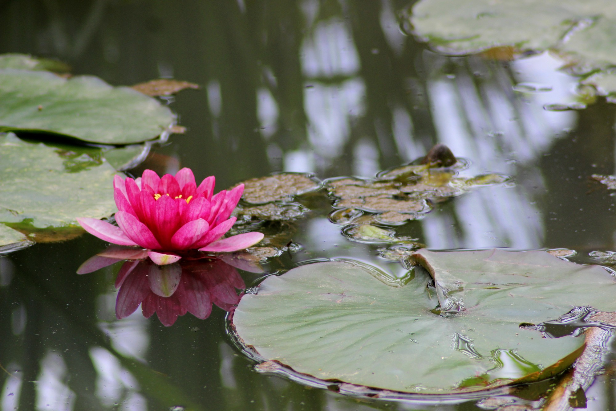 Wallpapers Nature Flowers Nénuphars