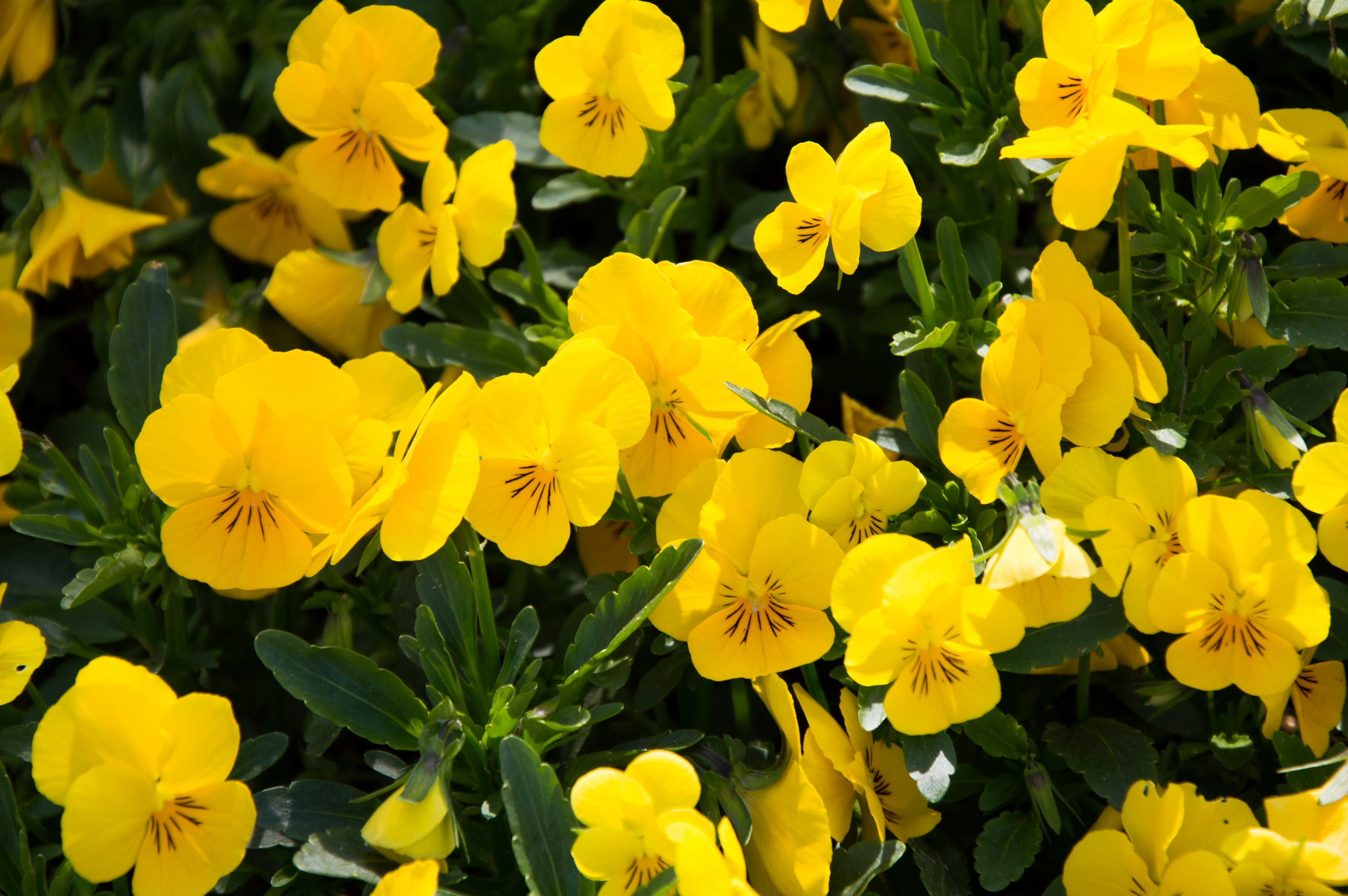 Fonds d'cran Nature Fleurs 