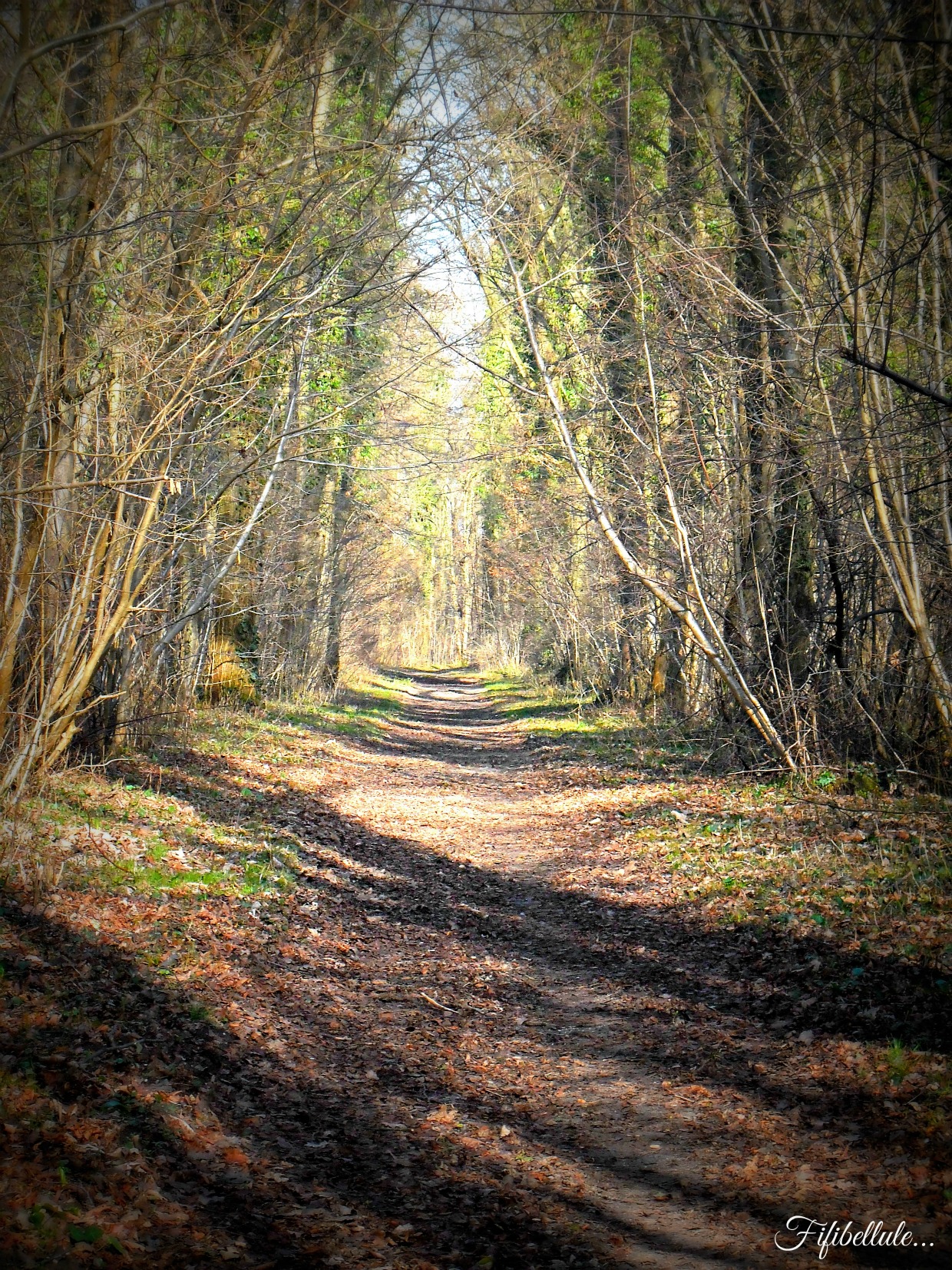 Wallpapers Nature Trees - Forests 