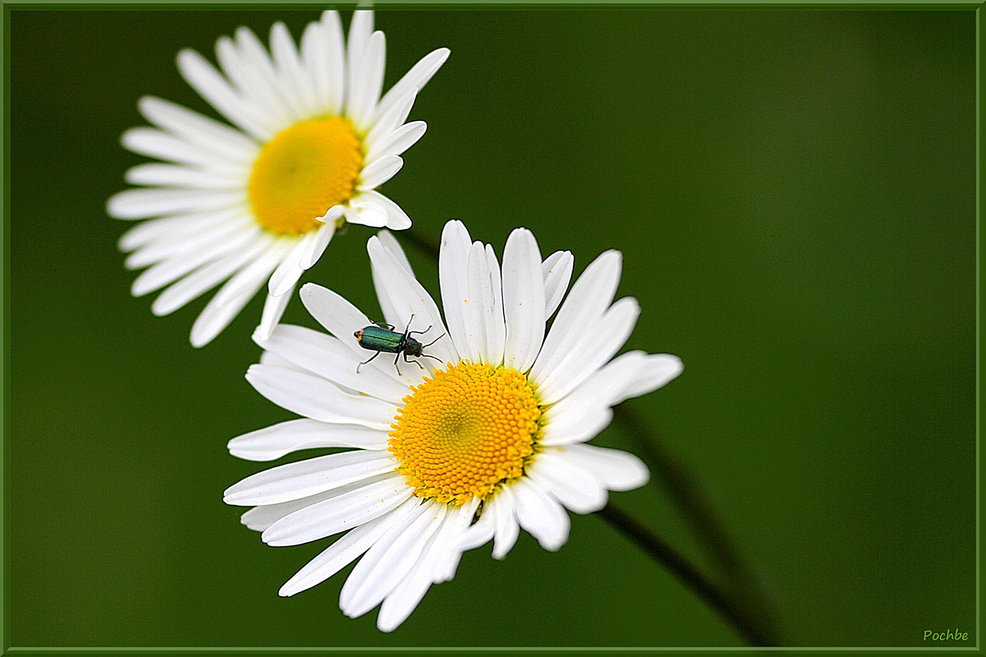 Wallpapers Nature Flowers 