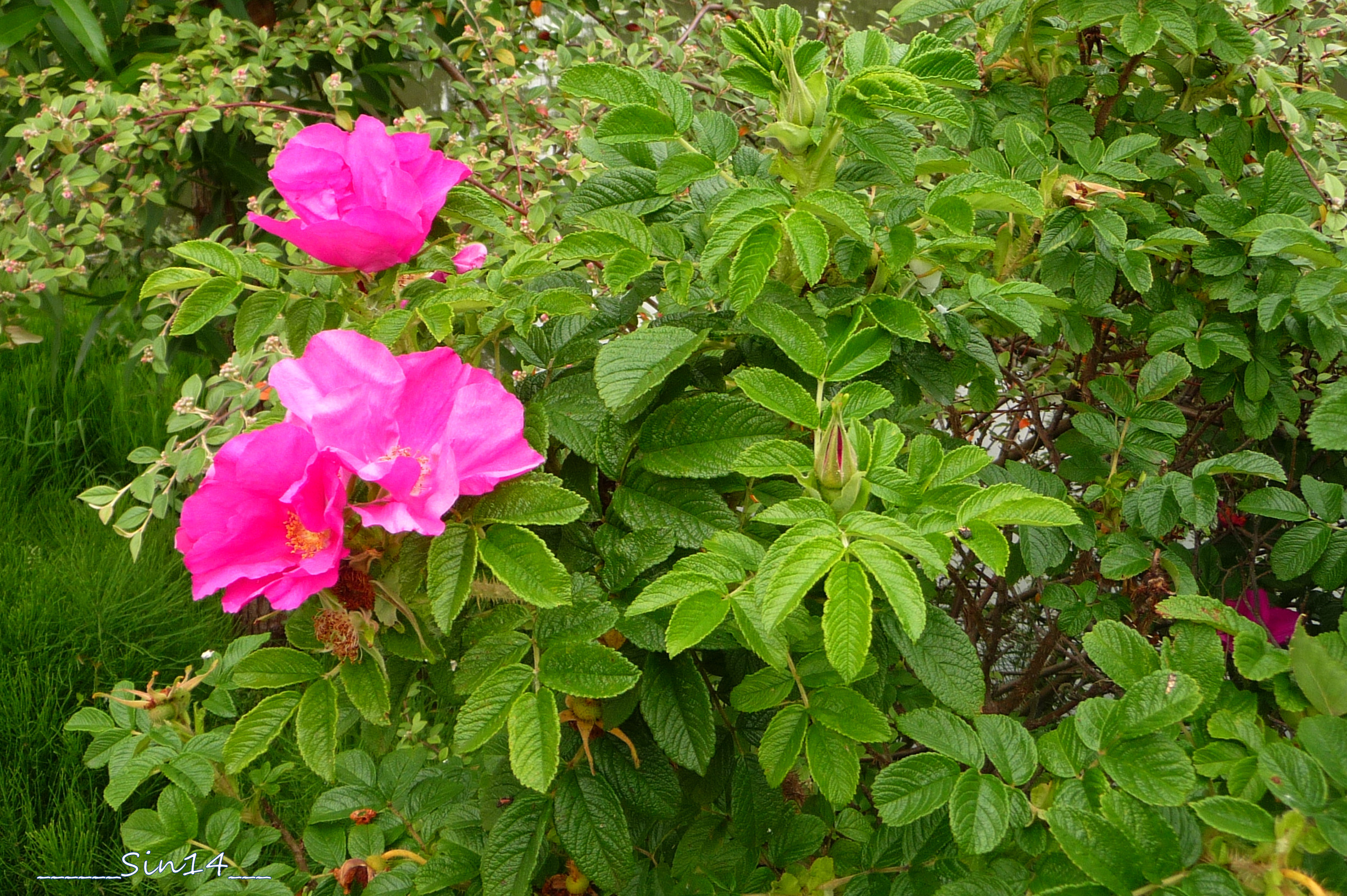 Fonds d'cran Nature Fleurs la Marque;  pniche, fleurs, ruine