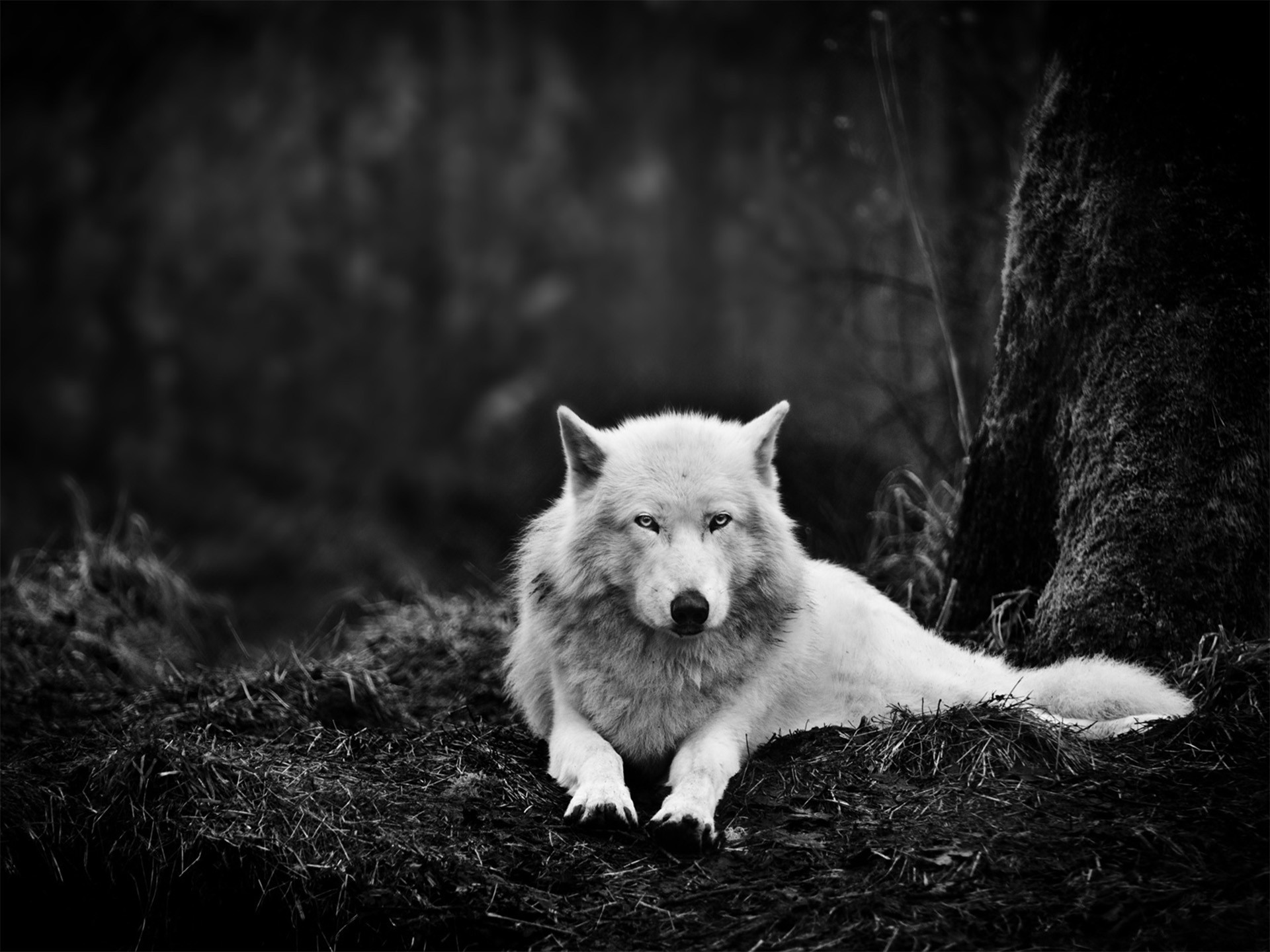 Wallpapers Animals Wolves 