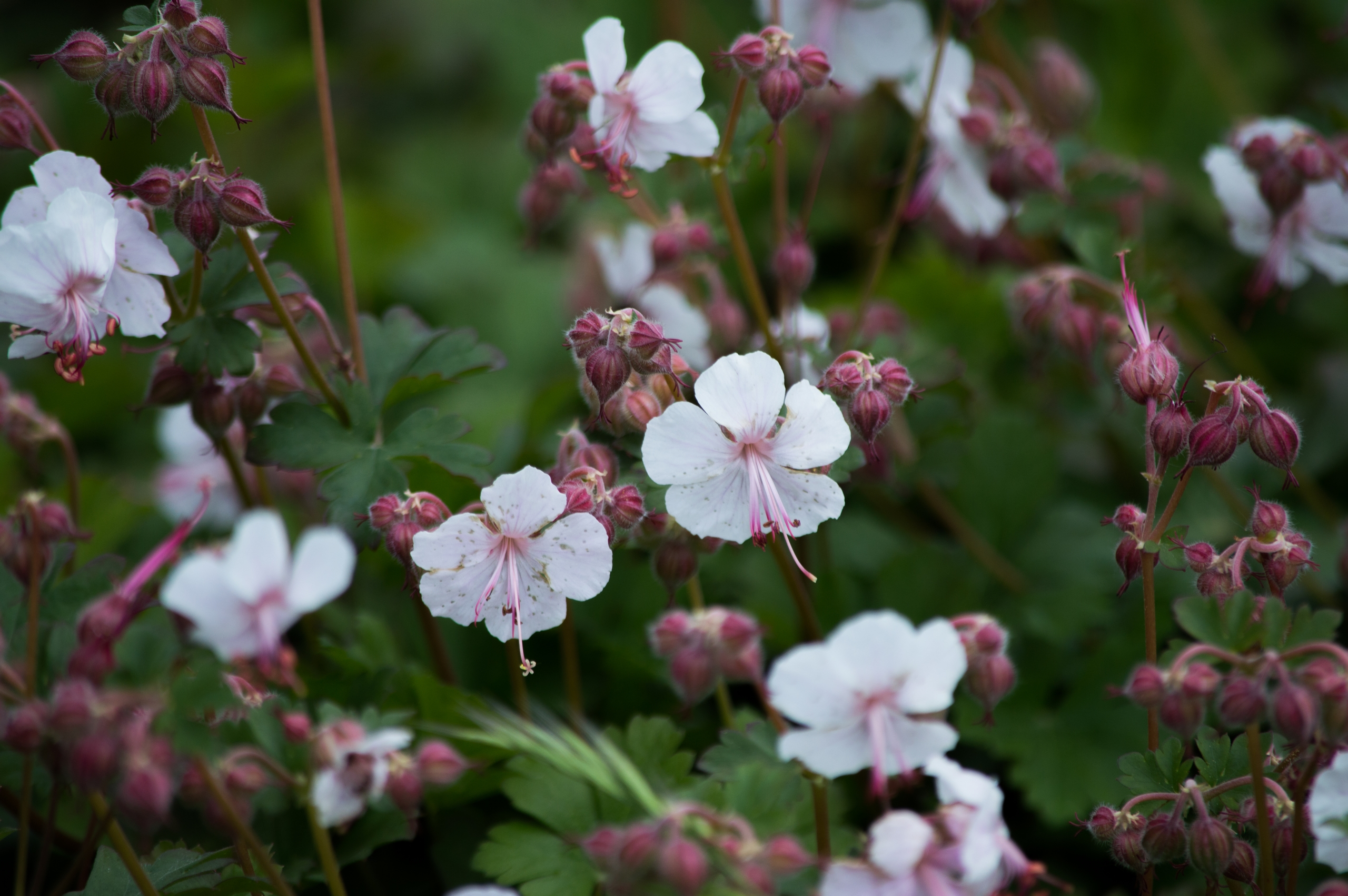 Wallpapers Nature Flowers 