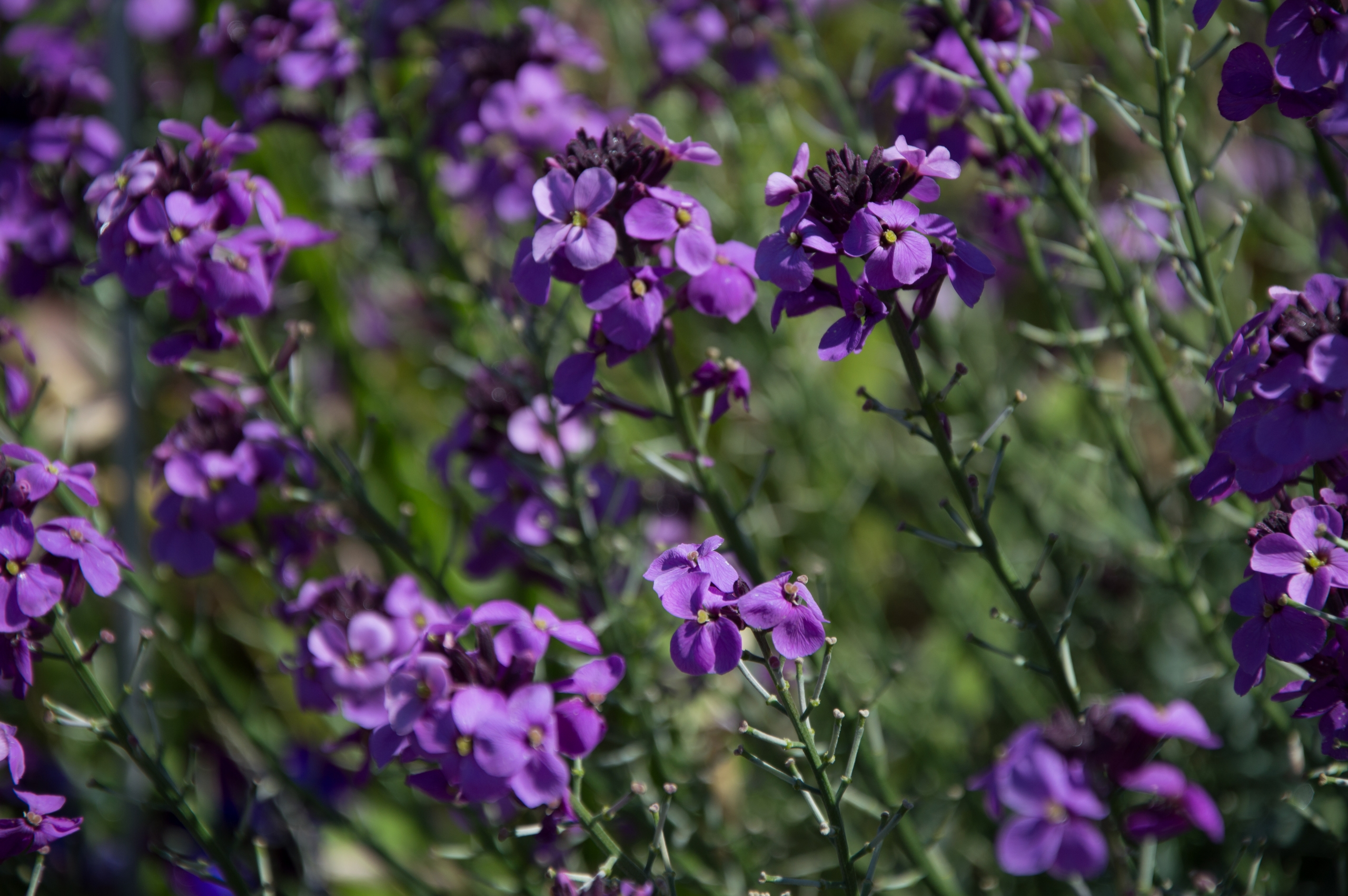 Fonds d'cran Nature Fleurs 