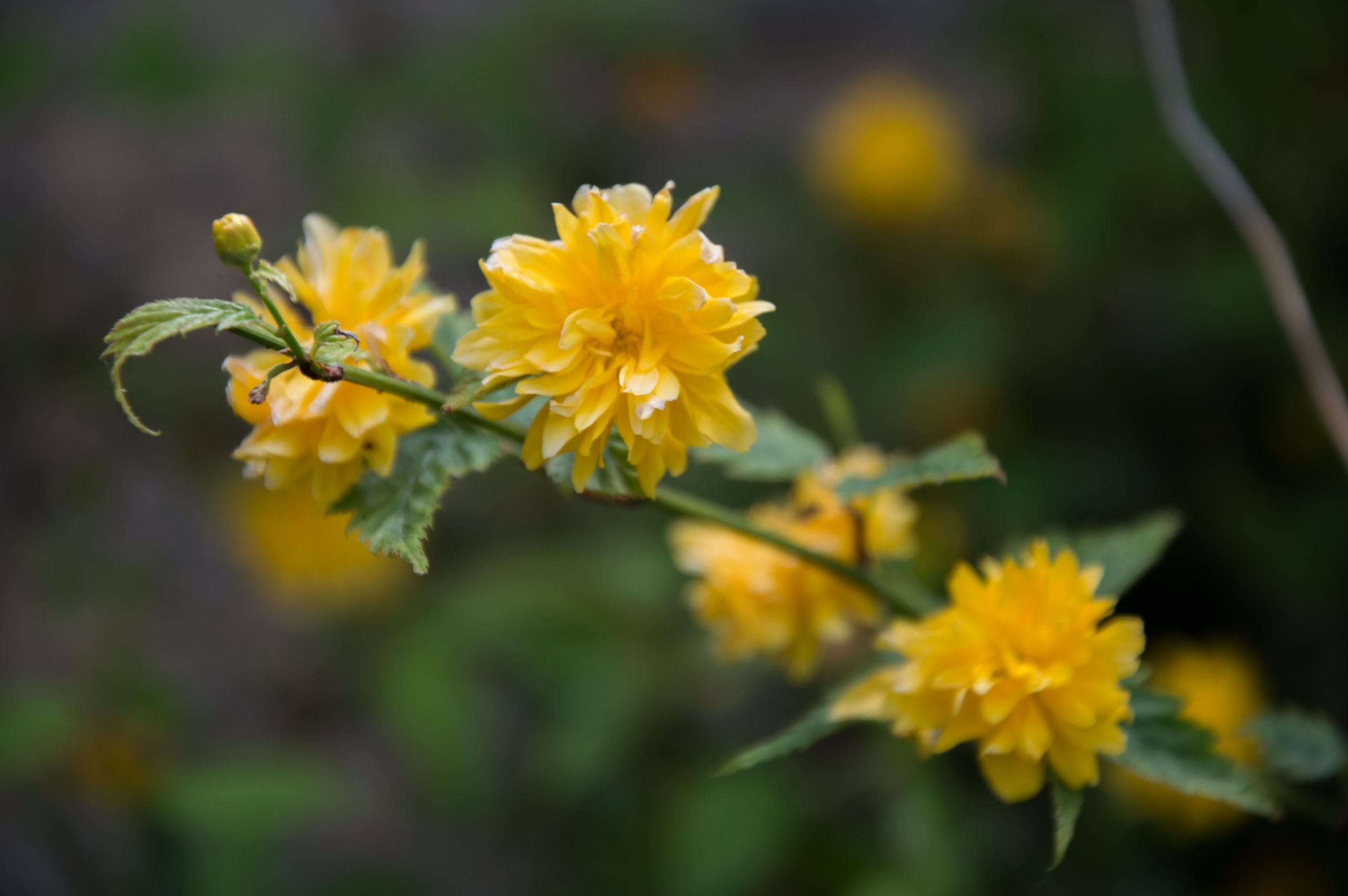 Fonds d'cran Nature Fleurs 