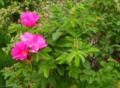  Nature la Marque;  pniche, fleurs, ruine