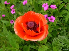  Nature la Marque;  pniche, fleurs, ruine