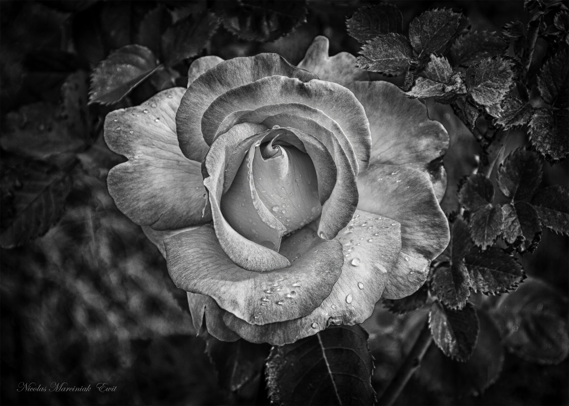 Wallpapers Nature Flowers Rose En Noir & Blans