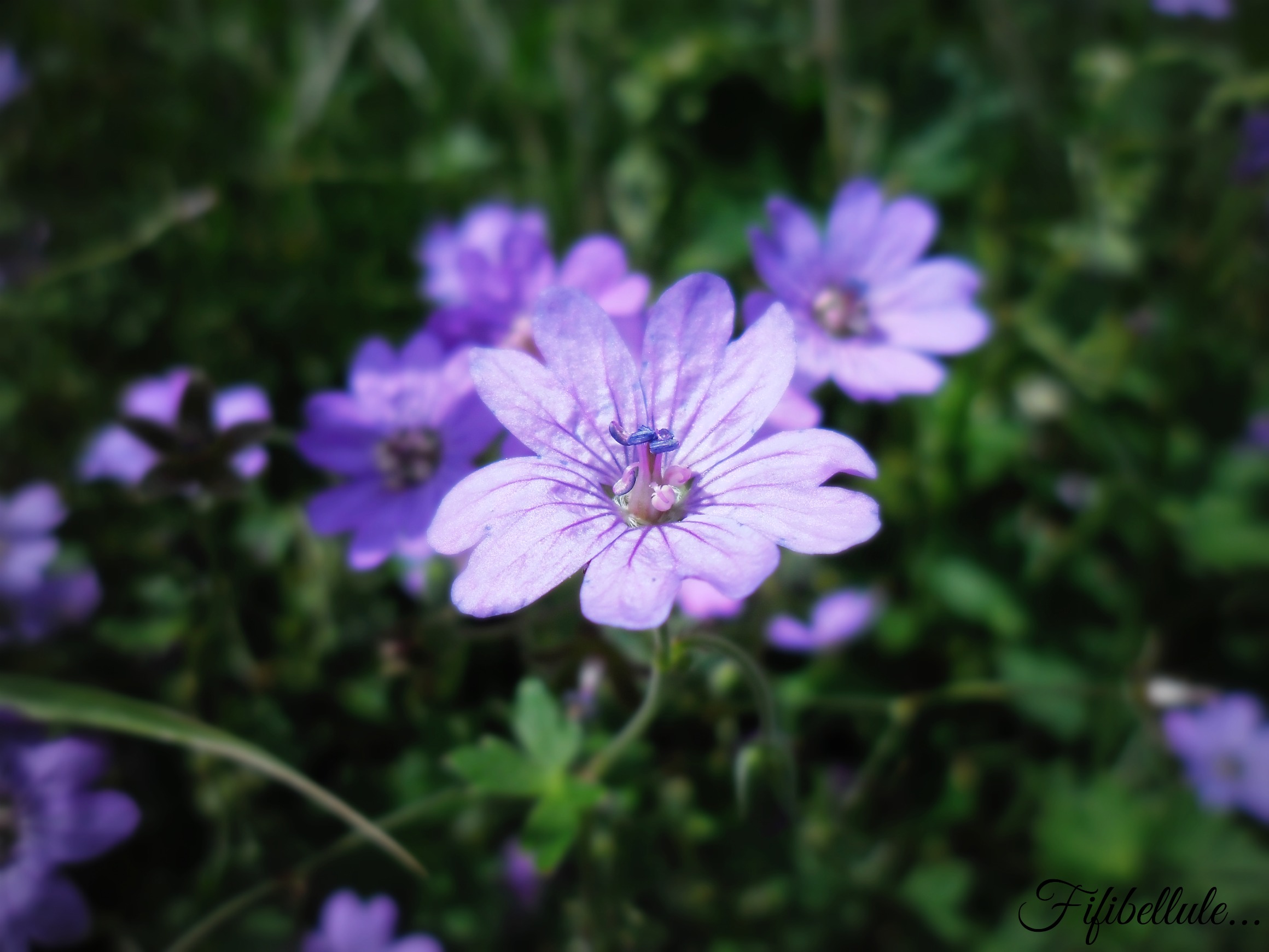 Fonds d'cran Nature Fleurs 