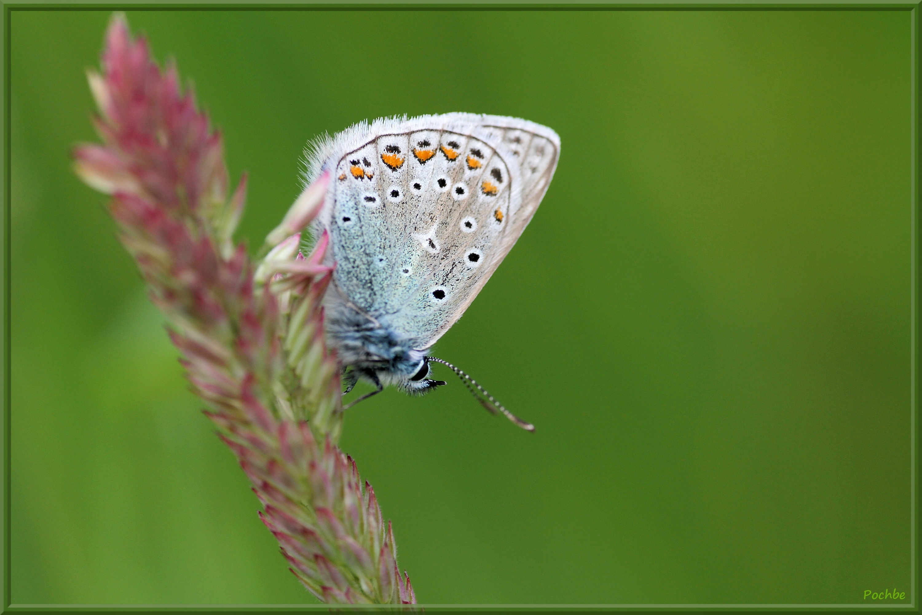 Wallpapers Animals Insects - Butterflies 