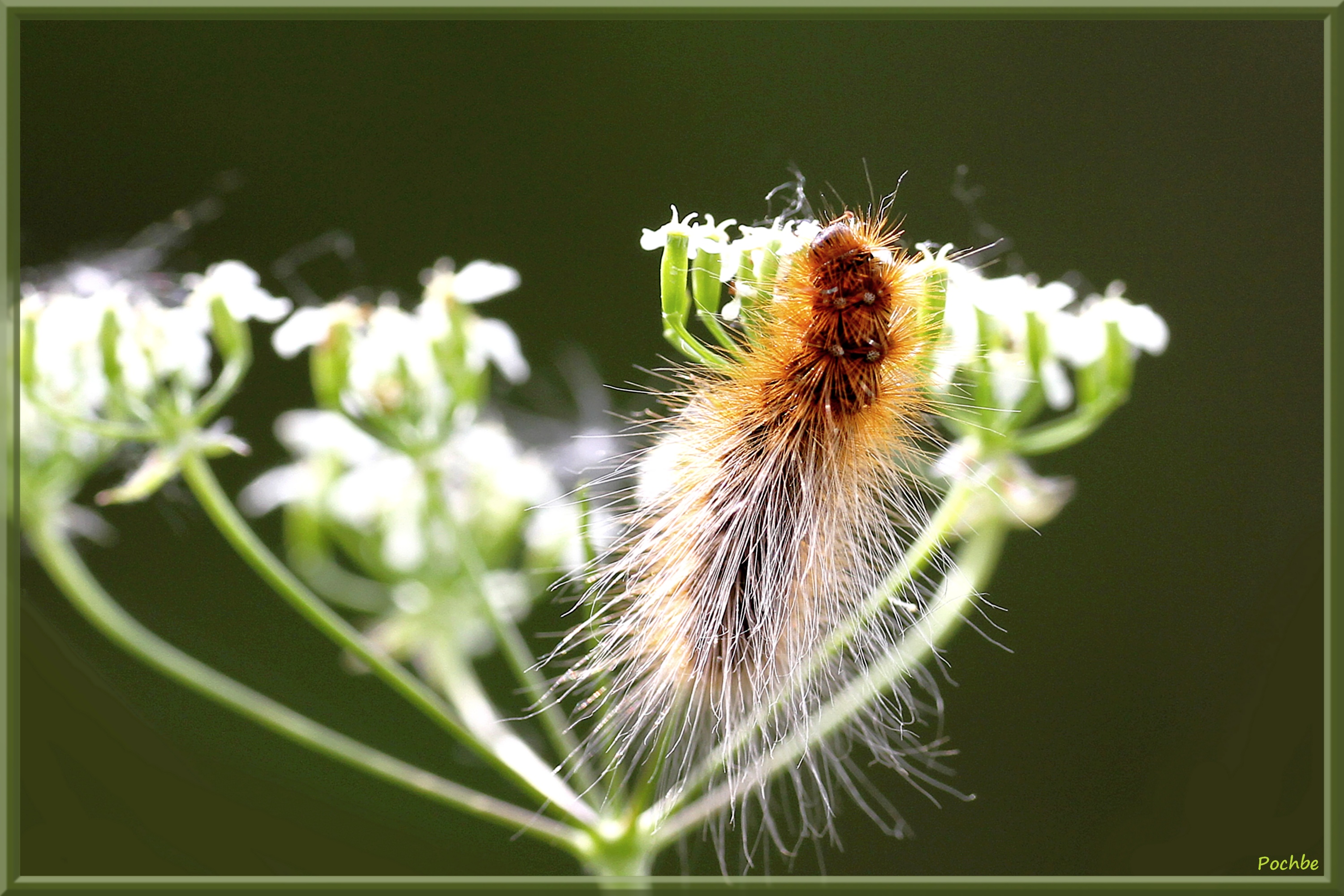 Wallpapers Animals Insects - Caterpillars 