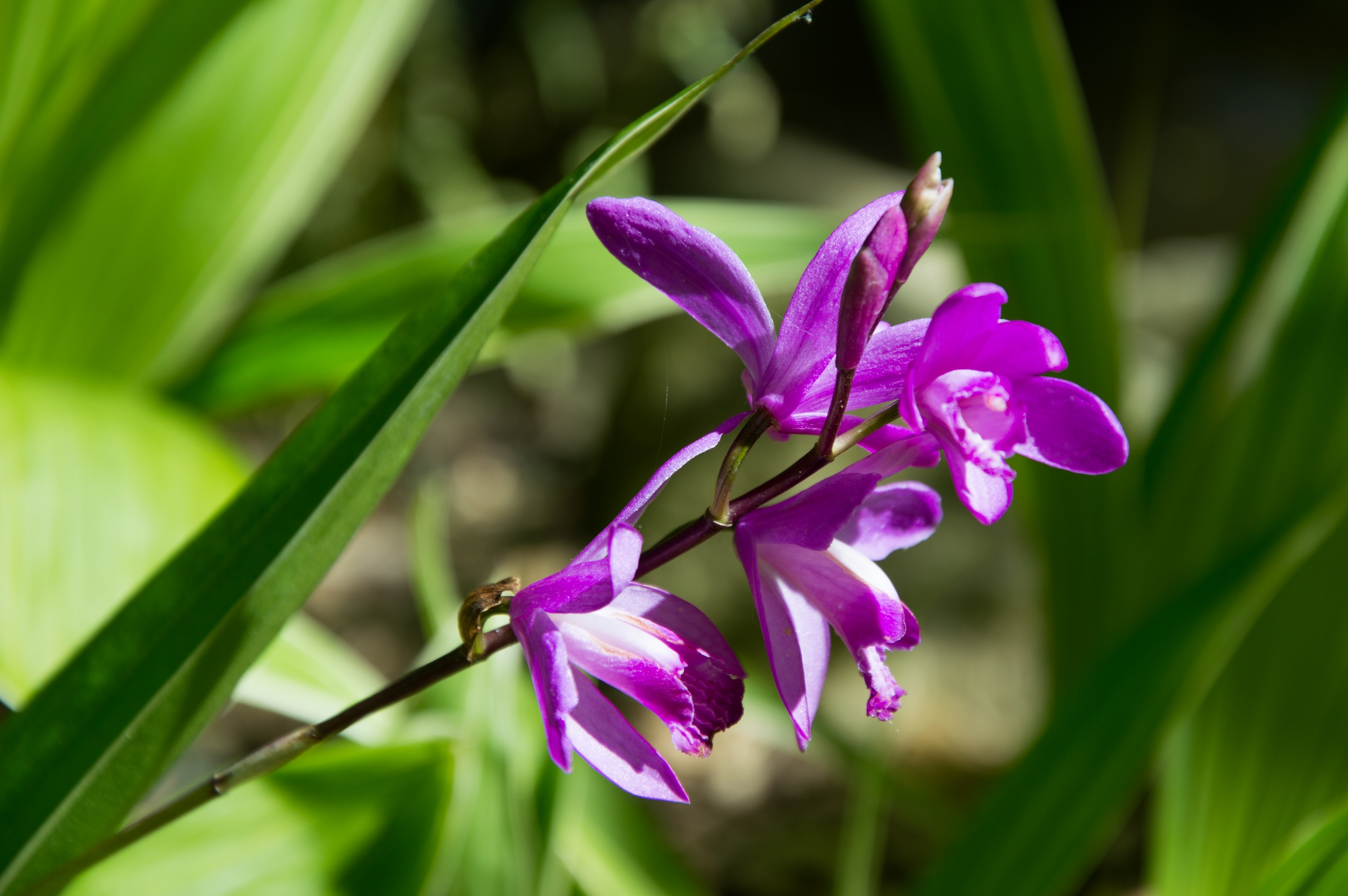 Wallpapers Nature Flowers 