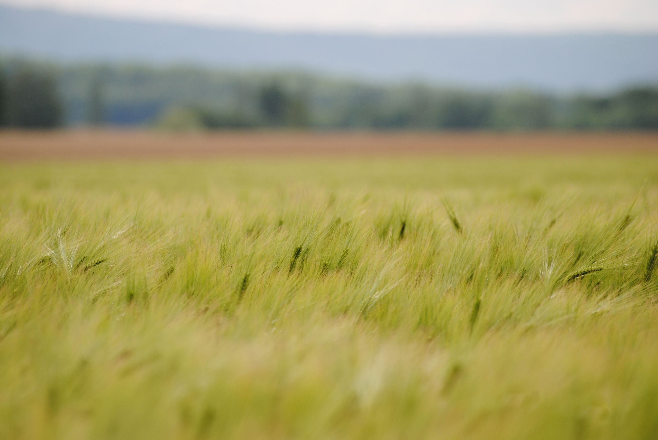 Fonds d'cran Nature Champs - Prairies 