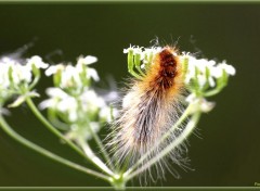  Animaux Image sans titre N377477