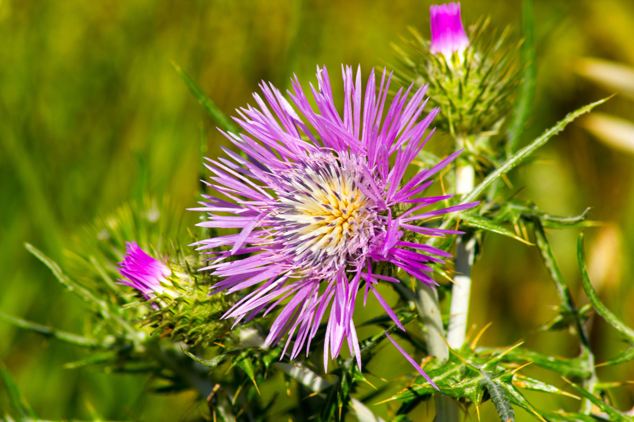 Fonds d'cran Nature Fleurs 