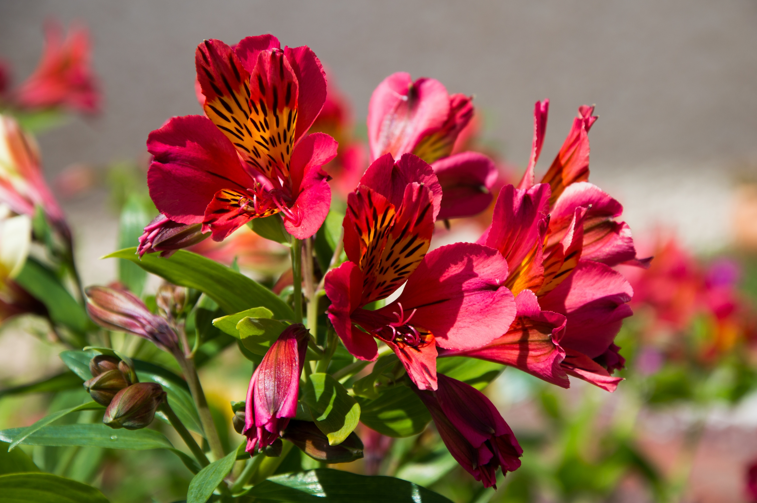 Fonds d'cran Nature Fleurs 