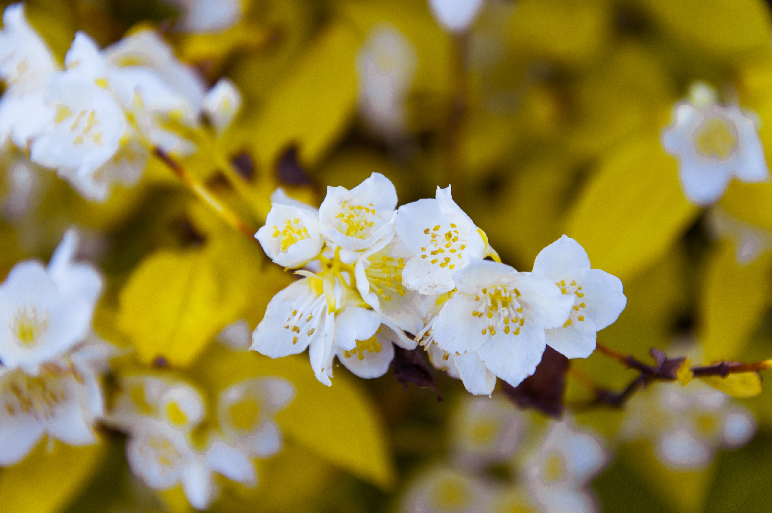 Fonds d'cran Nature Fleurs 