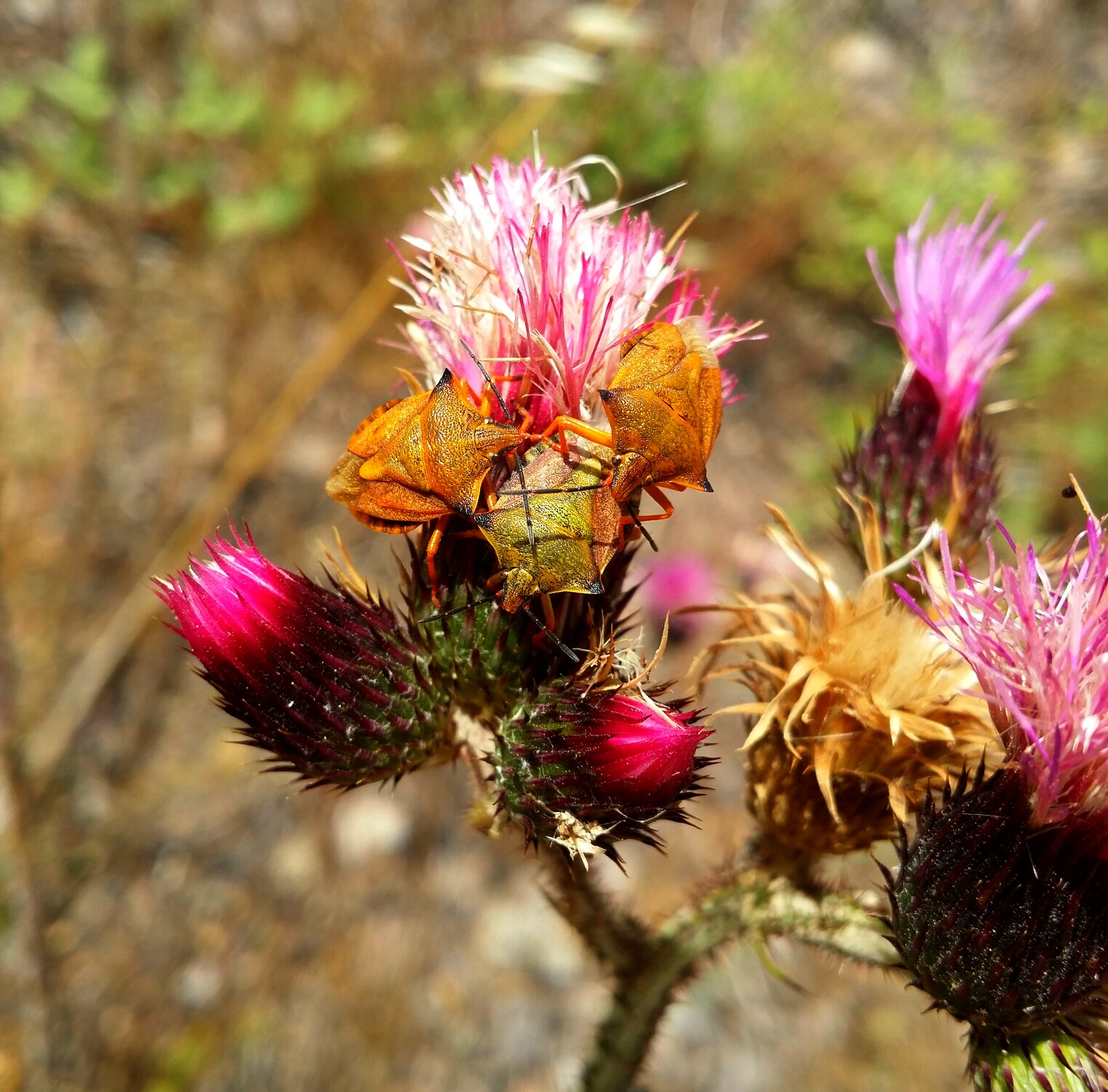 Fonds d'cran Animaux Insectes - Punaises 