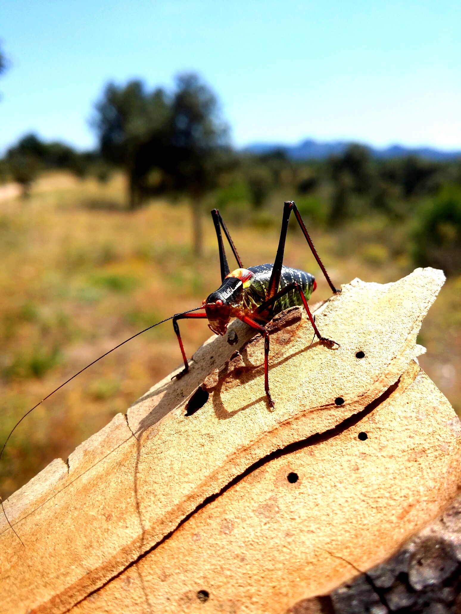 Fonds d'cran Animaux Insectes - Divers 