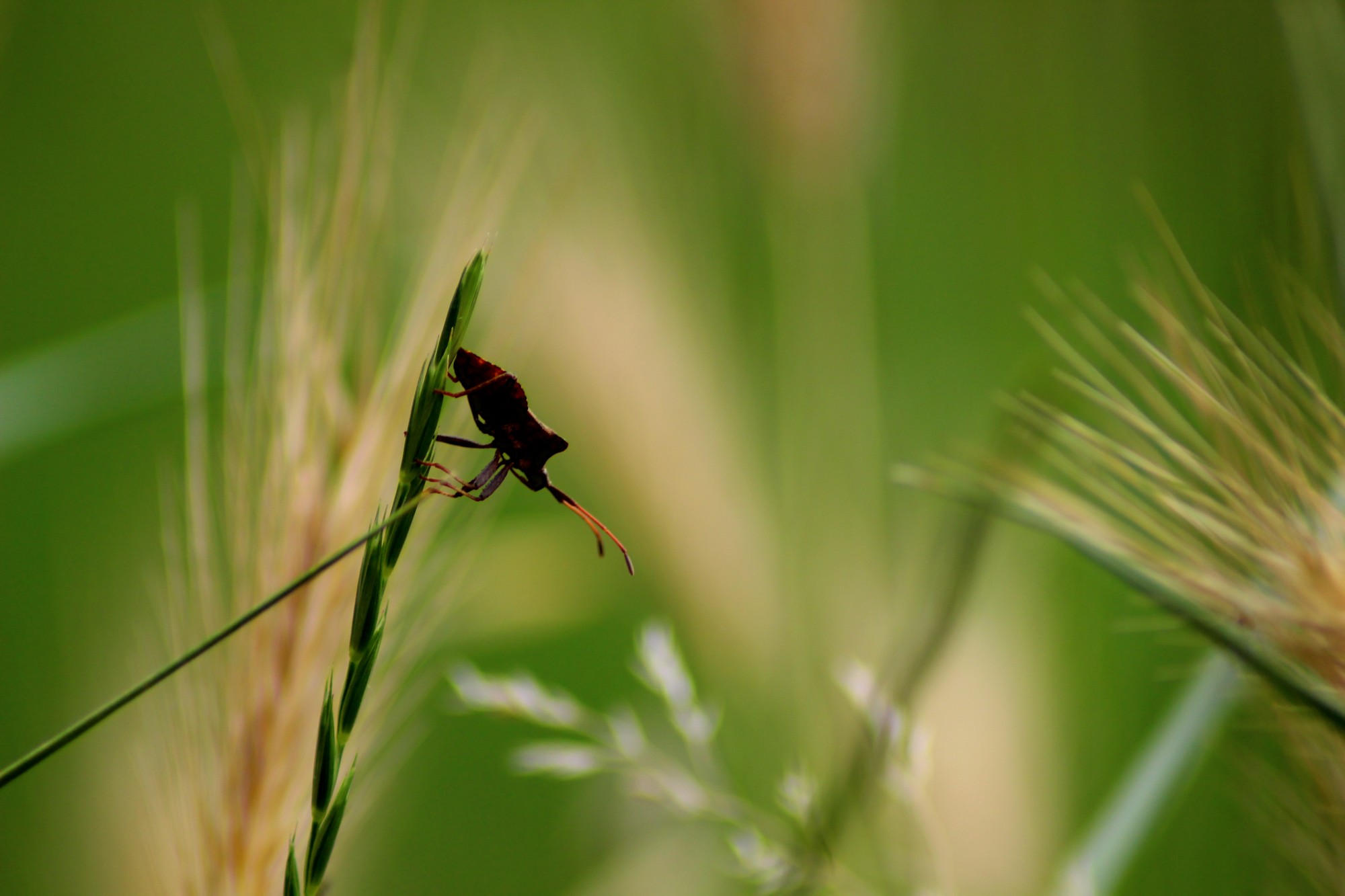 Wallpapers Animals Insectes - Bugs 