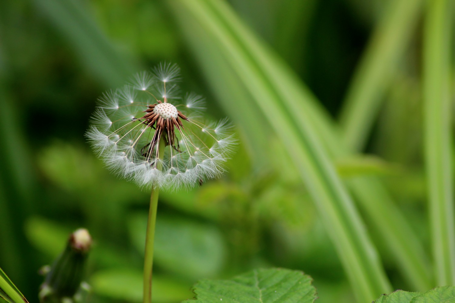 Fonds d'cran Nature Fleurs 